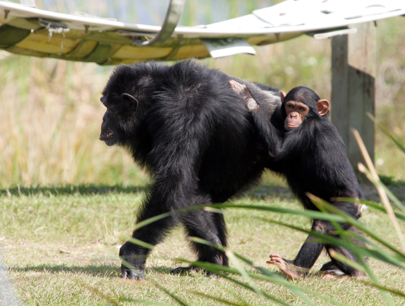 Chimpancés. AP